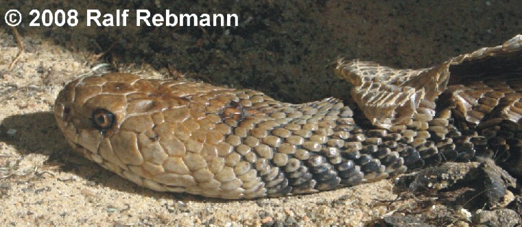 Naja nigricollis Bild02